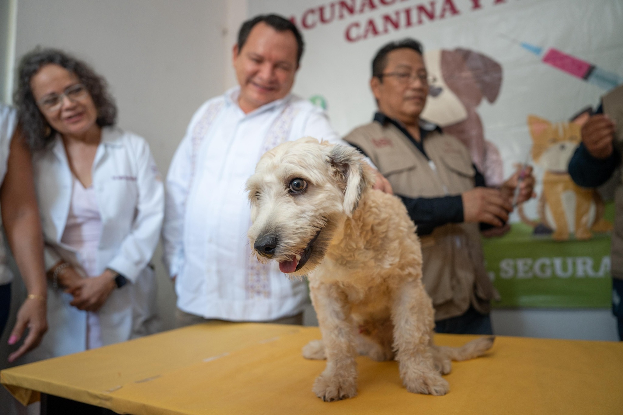 Inicia la Semana Nacional de Vacunación Antirrábica Canina y Felina 2025 en Yucatán