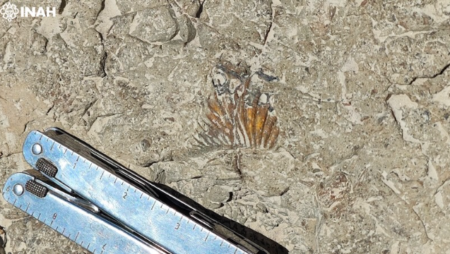 Confirman presencia de huellas de diversos dinosaurios en la Reserva de la Biosfera Tehuacán-Cuicatlán de Puebla