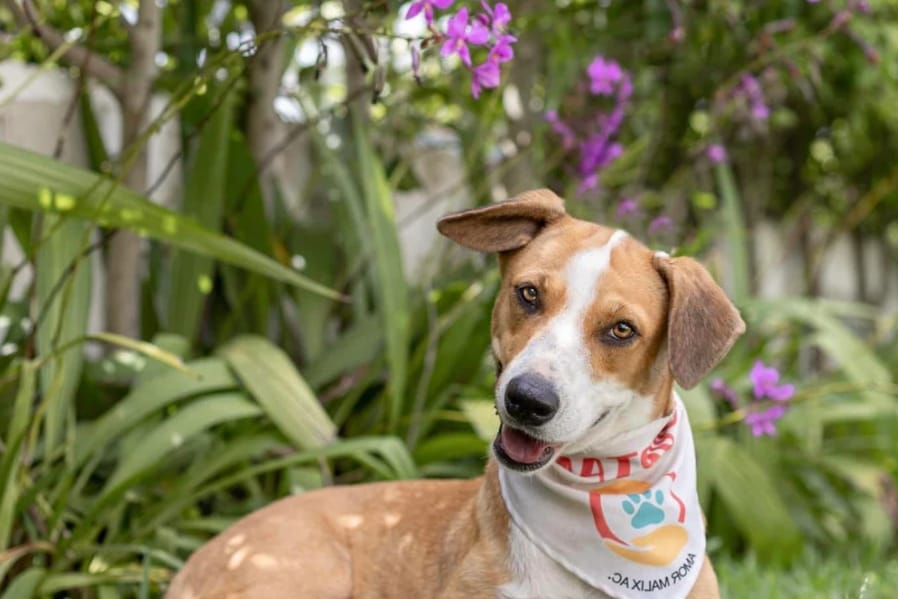 Salvando Huellitas alista caminata en Mérida a favor de los perritos que buscan un hogar