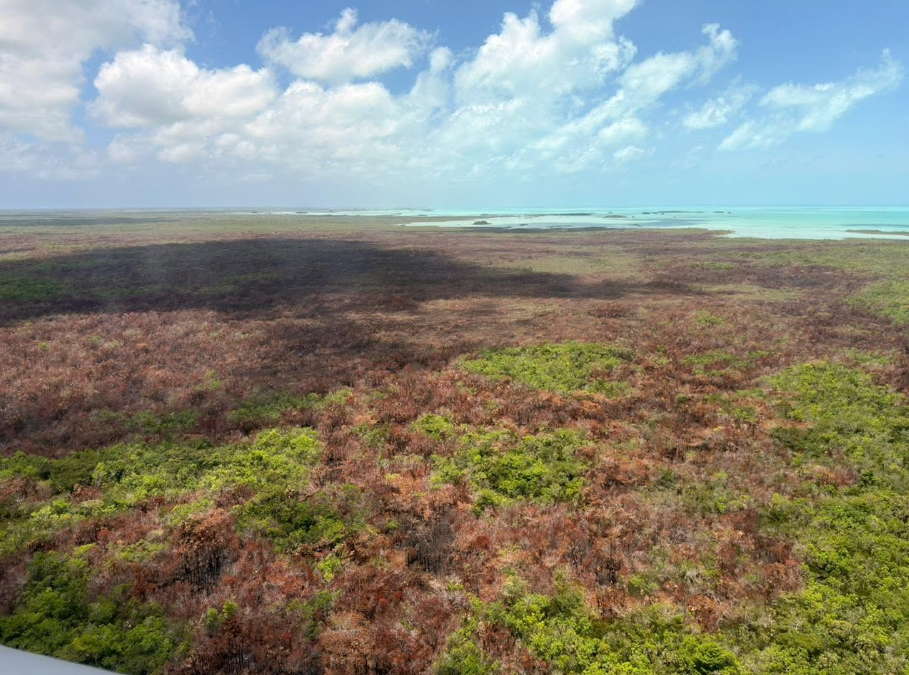 Se reduce a la mitad el número de incendios forestales registrados en QRoo este año