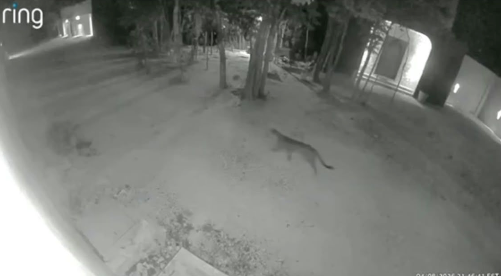 Piden a población de La Veleta, en Tulum, no alarmarse ante avistamientos de fauna silvestre