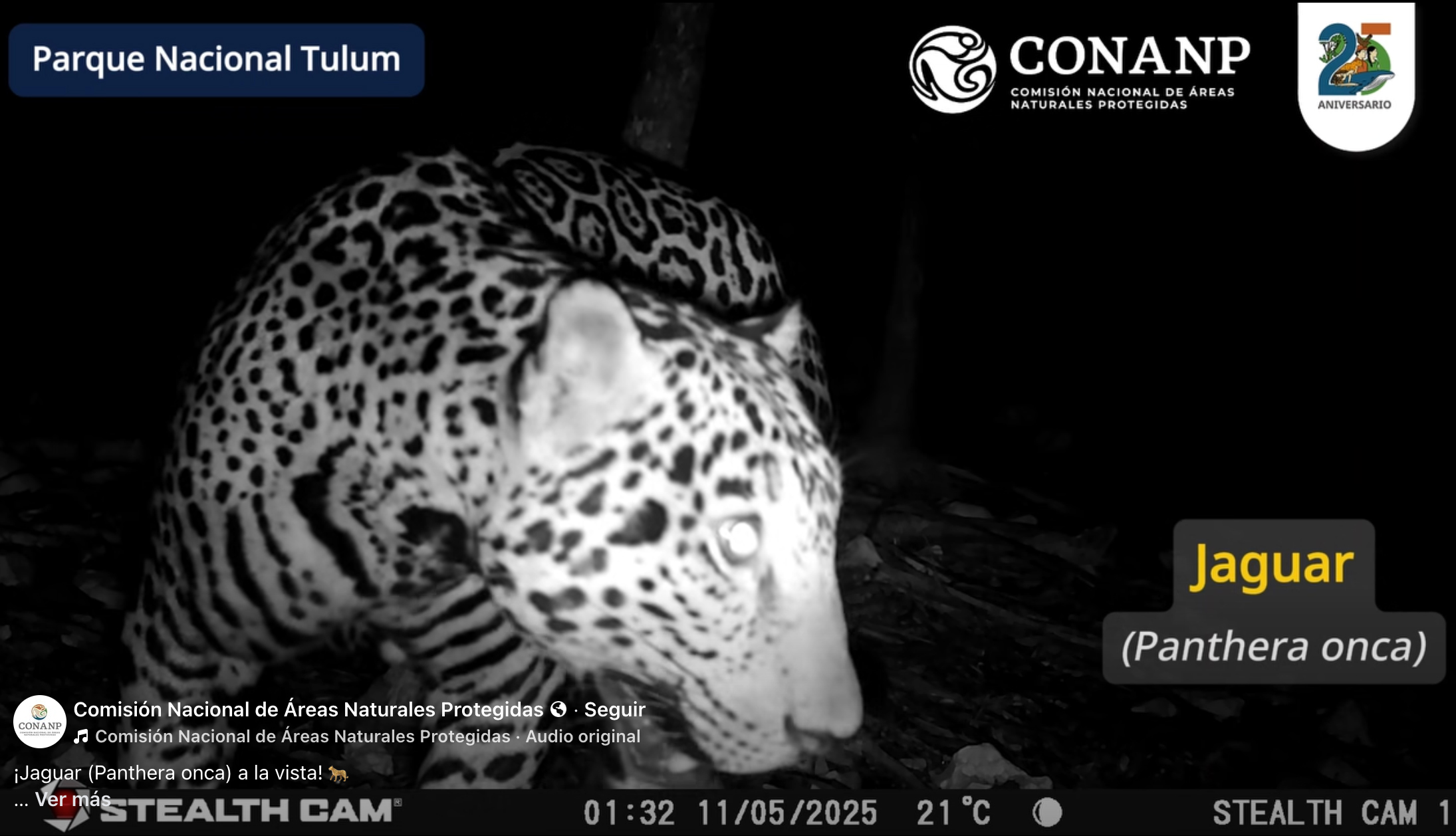 Béeychaj u ch’úukt ila’al juntúul báalam ma’ náach ti’ u yúuchben kaajil Tulumi’