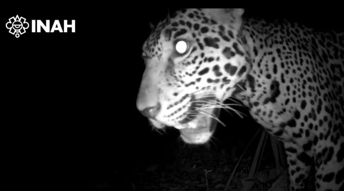 Cámara trampa capta a dos jaguares cerca de Chichén Itzá: Video