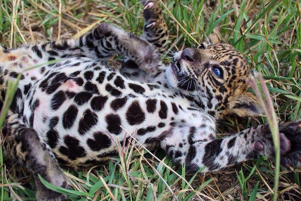 Interponen denuncia penal por muerte de jaguar