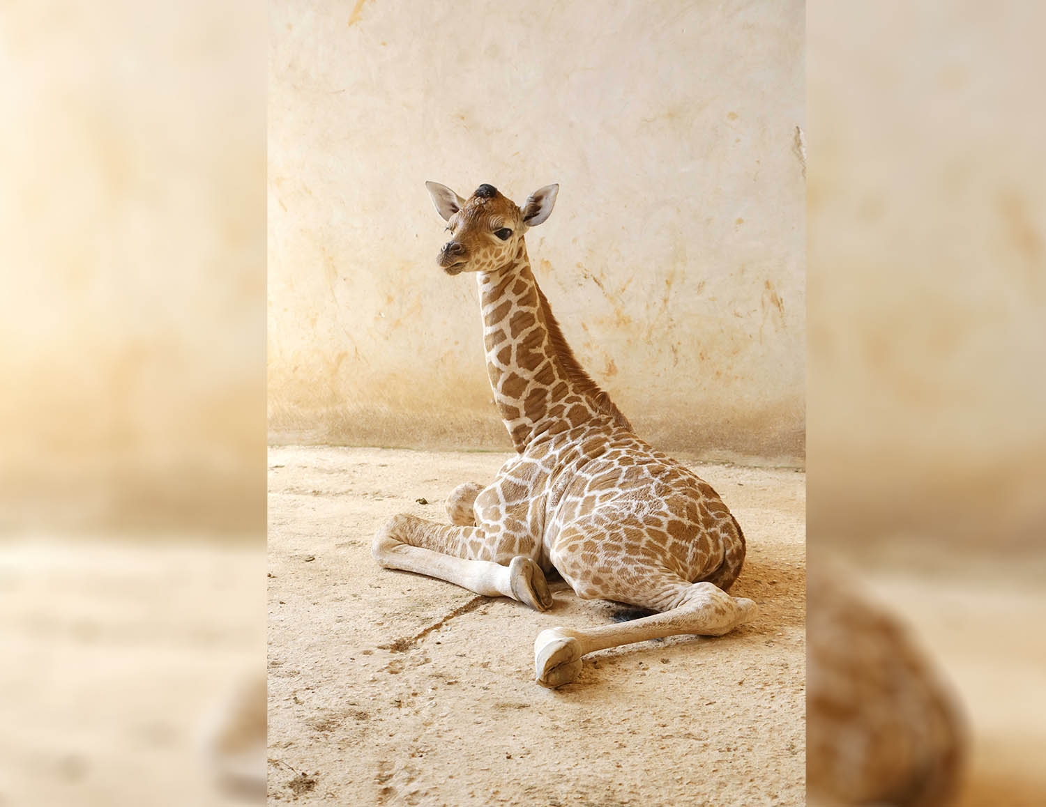 Nuevo huésped en Animaya