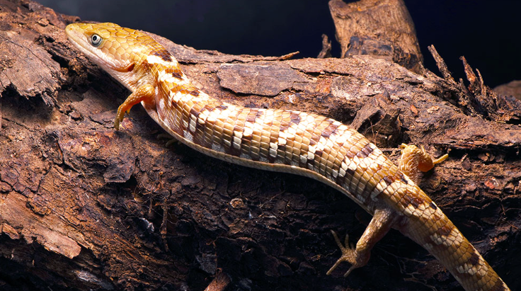 Científicos de la UNAM identifican nueva especie de lagartija caimán