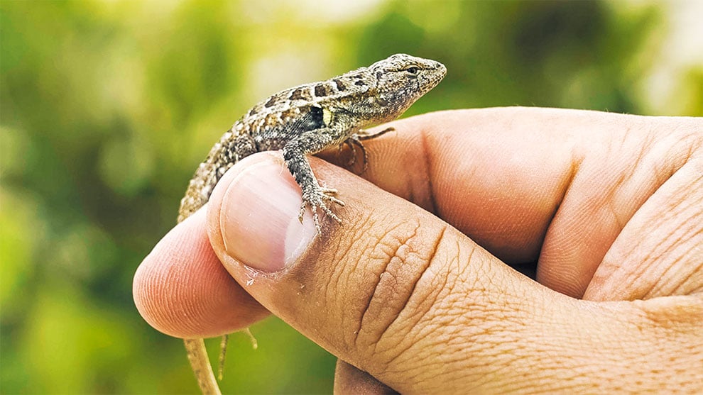 Advierte UNAM sobre pérdida de lagartijas yucatecas por calor y urbanización 