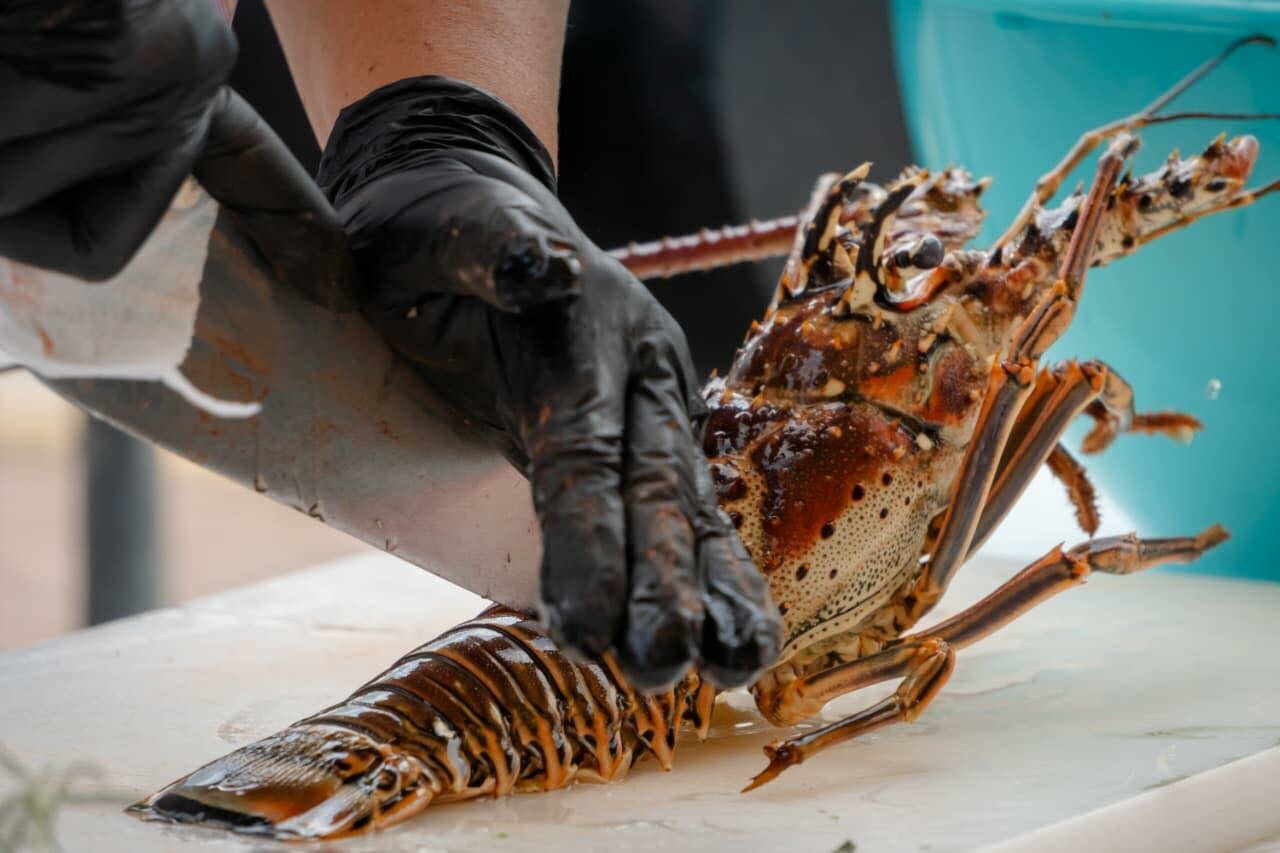 Baja la captura de langosta en Punta Allen