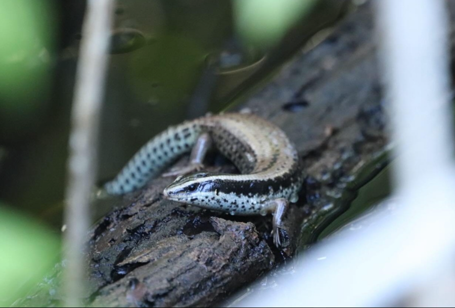 Eslizón yucateco, inofensivo lagarto originario de la selva maya