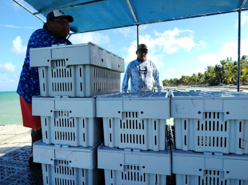 Temporada de captura va a buen ritmo, aseguran langosteros de Punta Allen