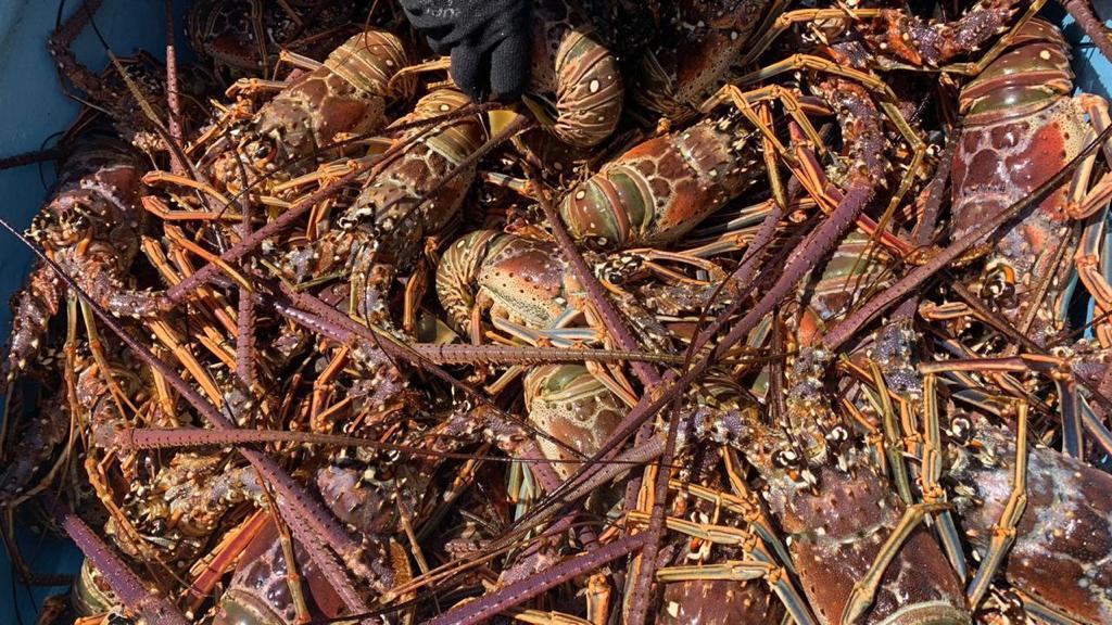 Langosteros de Punta Allen igualan en tres meses lo capturado la temporada pasada