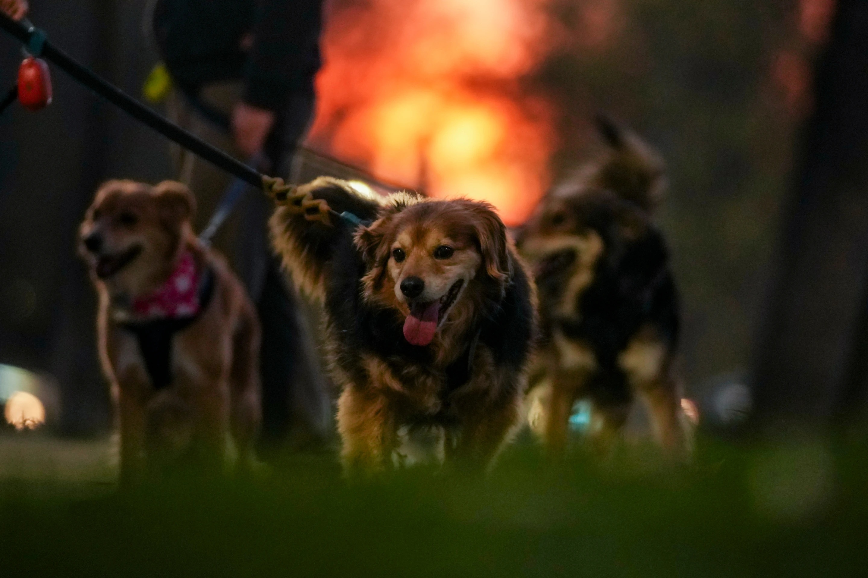 La OMS valida a Chile como el primer país de Sudamérica en erradicar la rabia transmitida por perros