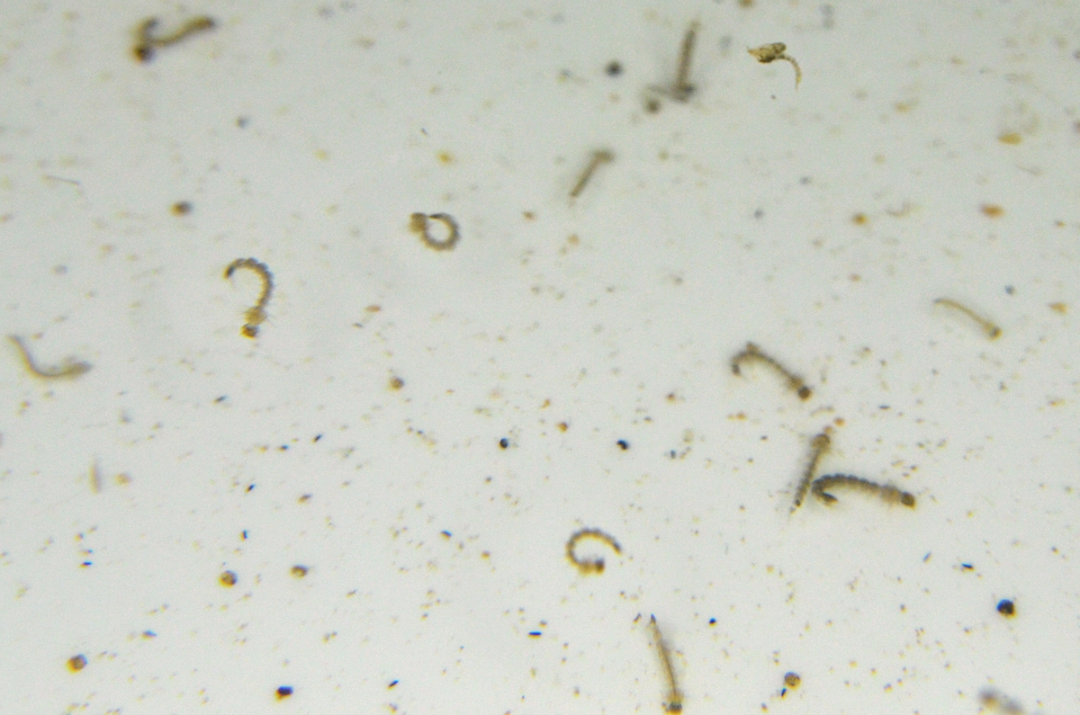 Contra dengue, chikungunya y zika