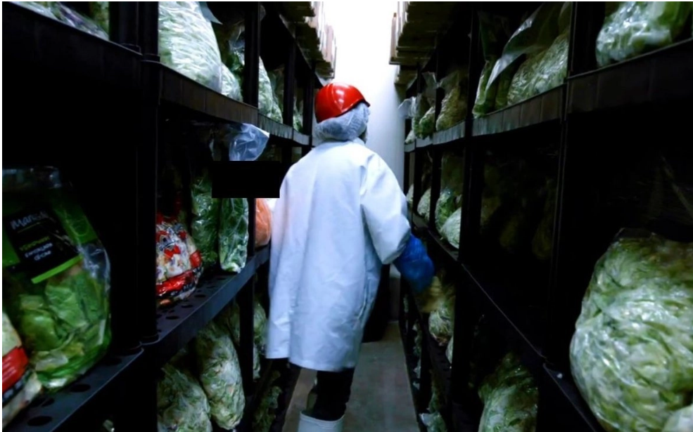 EU cierra investigación sobre parásito de lechuga y vincula brote con planta en México