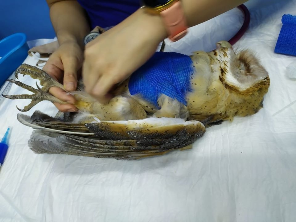 Lechuza atacada en Timucuy necesita cirugía, clavos y prótesis de pico