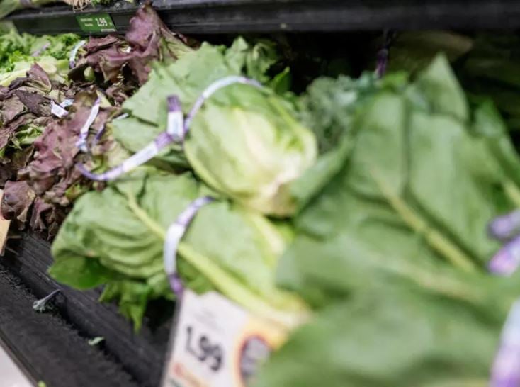 Lechugas mexicanas no son la causa del brote de salmonela en EU: Cofepris