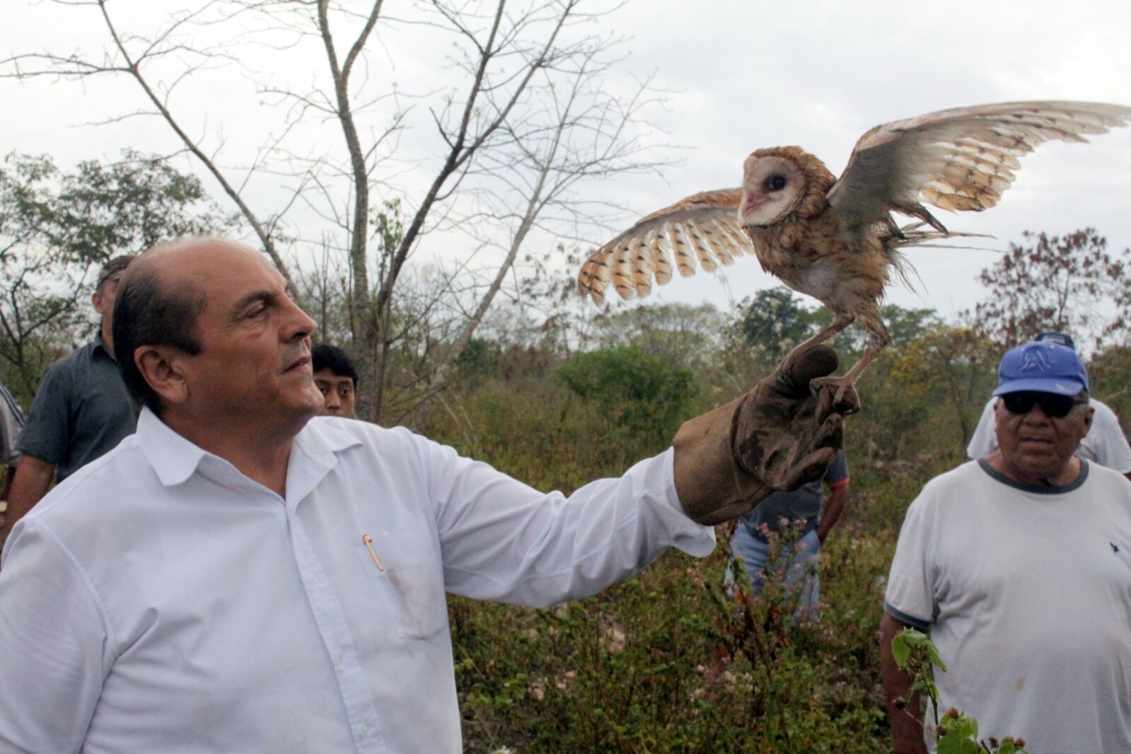 Por la gravedad de sus heridas, falleció la lechuza apedreada en Timucuy