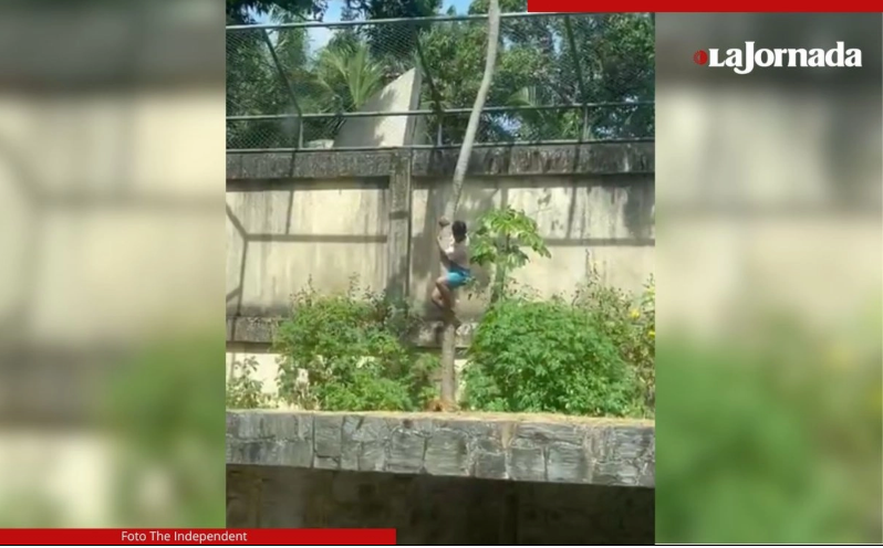 Leona mata a adolescente que ingresa a su jaula en zoológico de Brasil