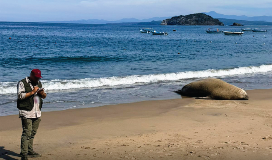 Elefante marino visita las playas de Nayarit; es monitoreado por las autoridades