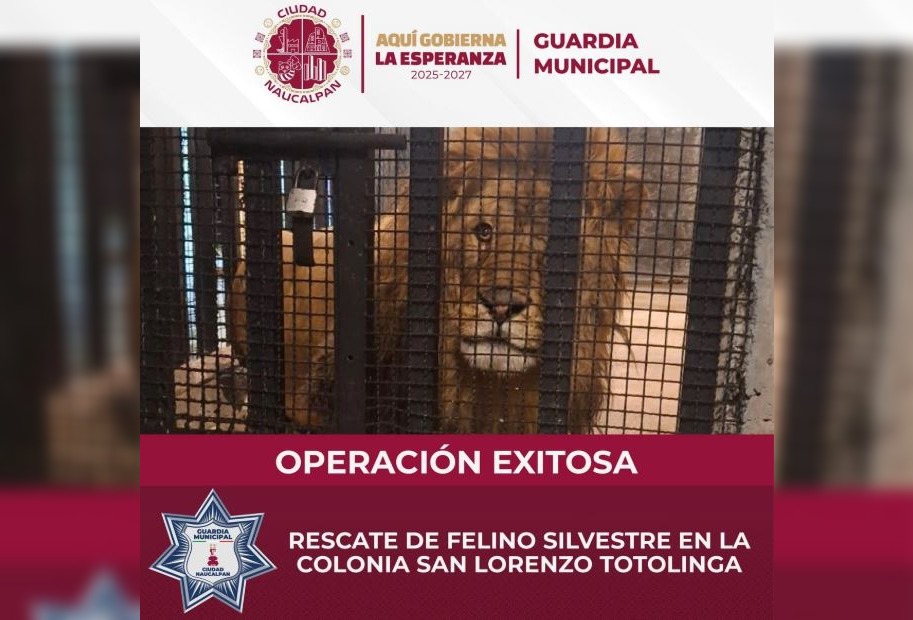 Rescatan a un león adulto en Naucalpan tras cateo en la colonia San Lorenzo Totolinga