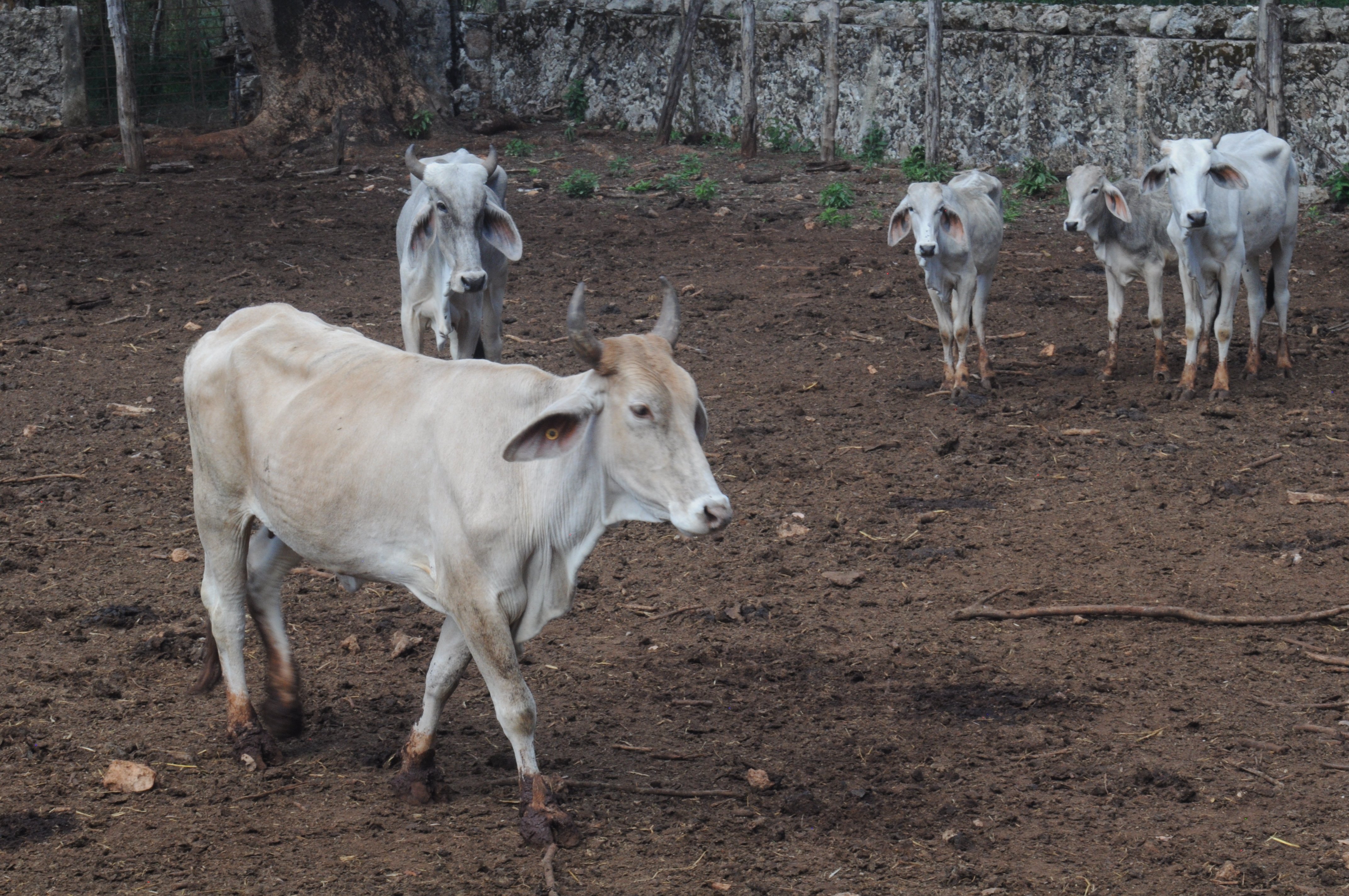 Ganaderos y legisladores de Yucatán dialogan para crear nueva ley para fortalecer al campo