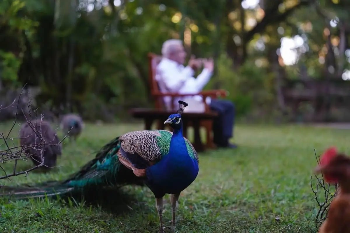 AMLO, el libro y la sombra