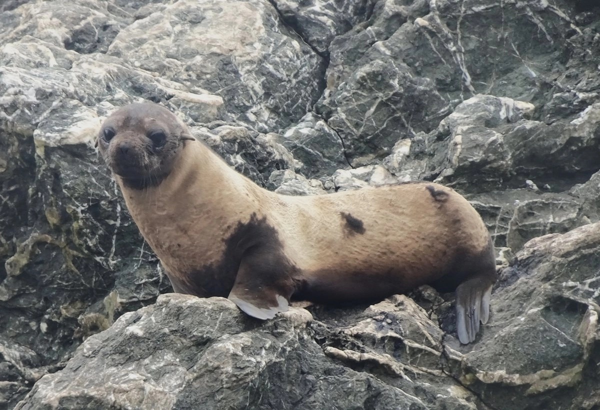 Alertan sobre alopecia en lobos finos de Guadalupe en el archipiélago de San Benito, Baja California