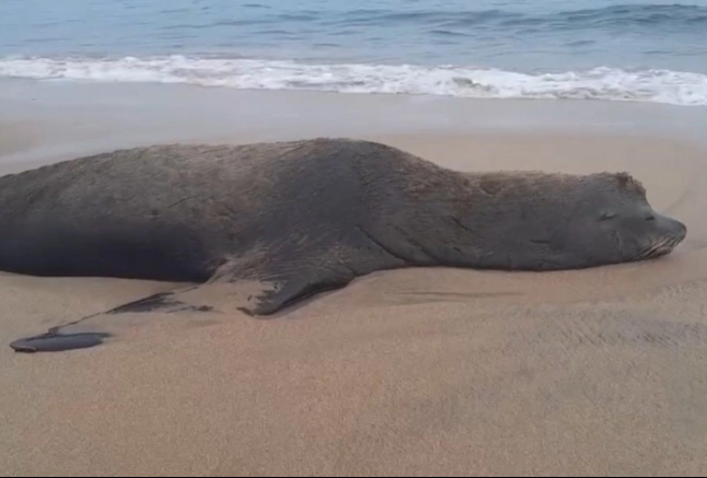Lobo marino sorprende a turistas en playa de Bahía de Banderas