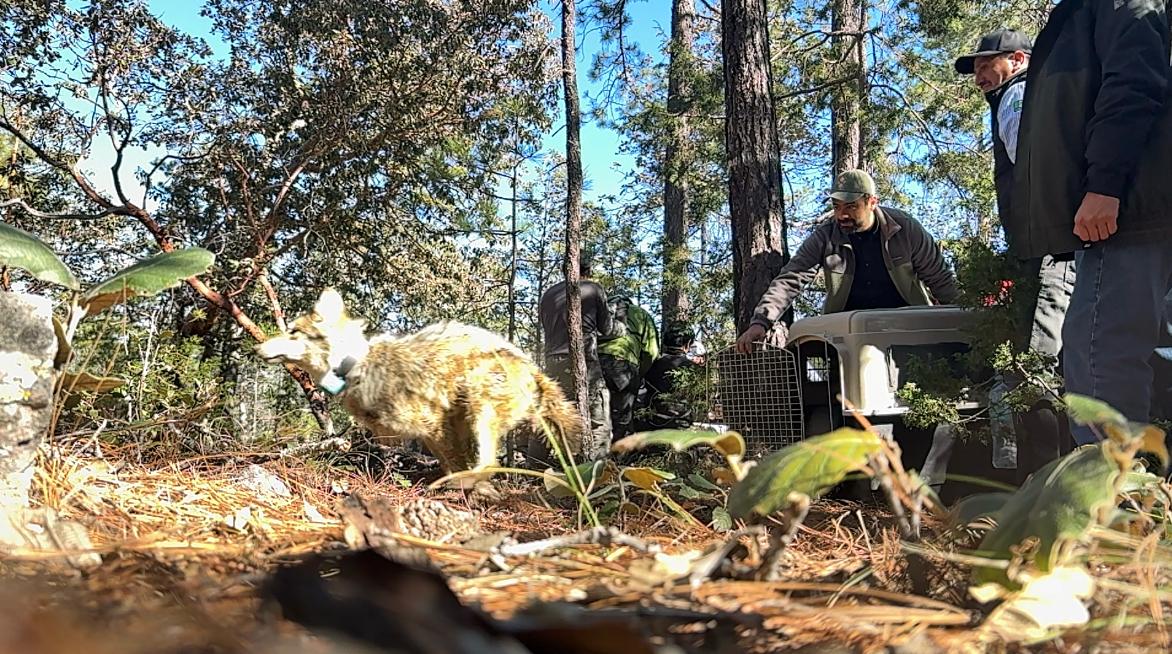 Lobo mexicano es reintroducido en Durango tras 50 años de ausencia en la Sierra Madre Occidental