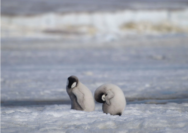 Pingüino emperador y lobo marino antártico ingresan a lista de especies en peligro de extinción