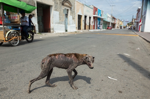 Pese a ley contra maltrato en Yucatán, animales están a su suerte