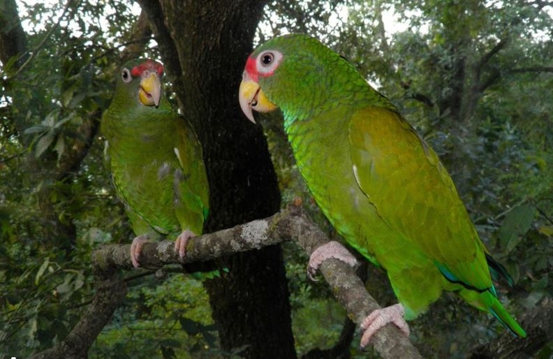 De cada diez loros capturados en Yucatán, ocho mueren en cautiverio