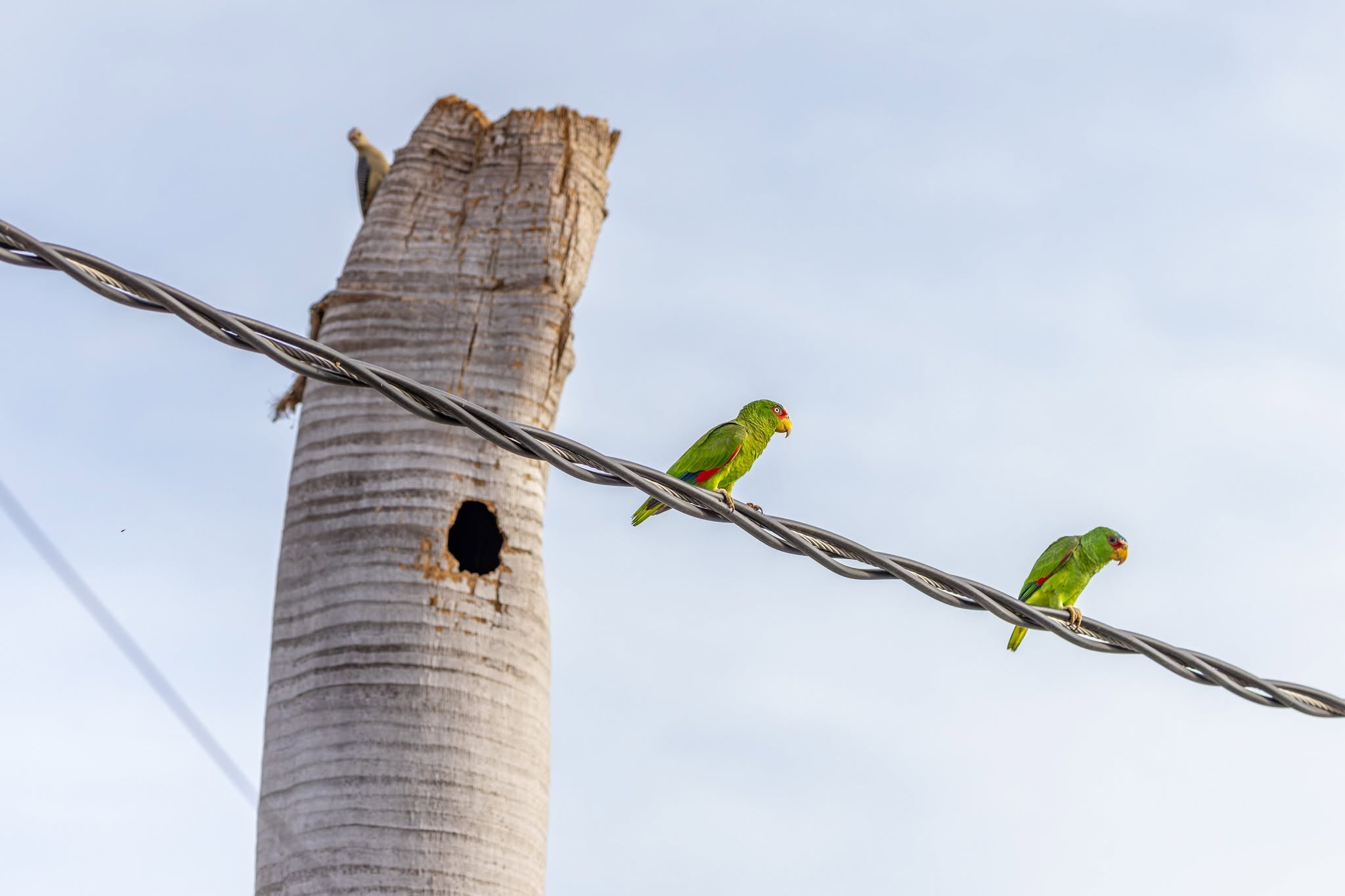 Yucatán: Lamentan que pirotecnia durante ‘El Grito’ afecte a loros de la Plaza Grande