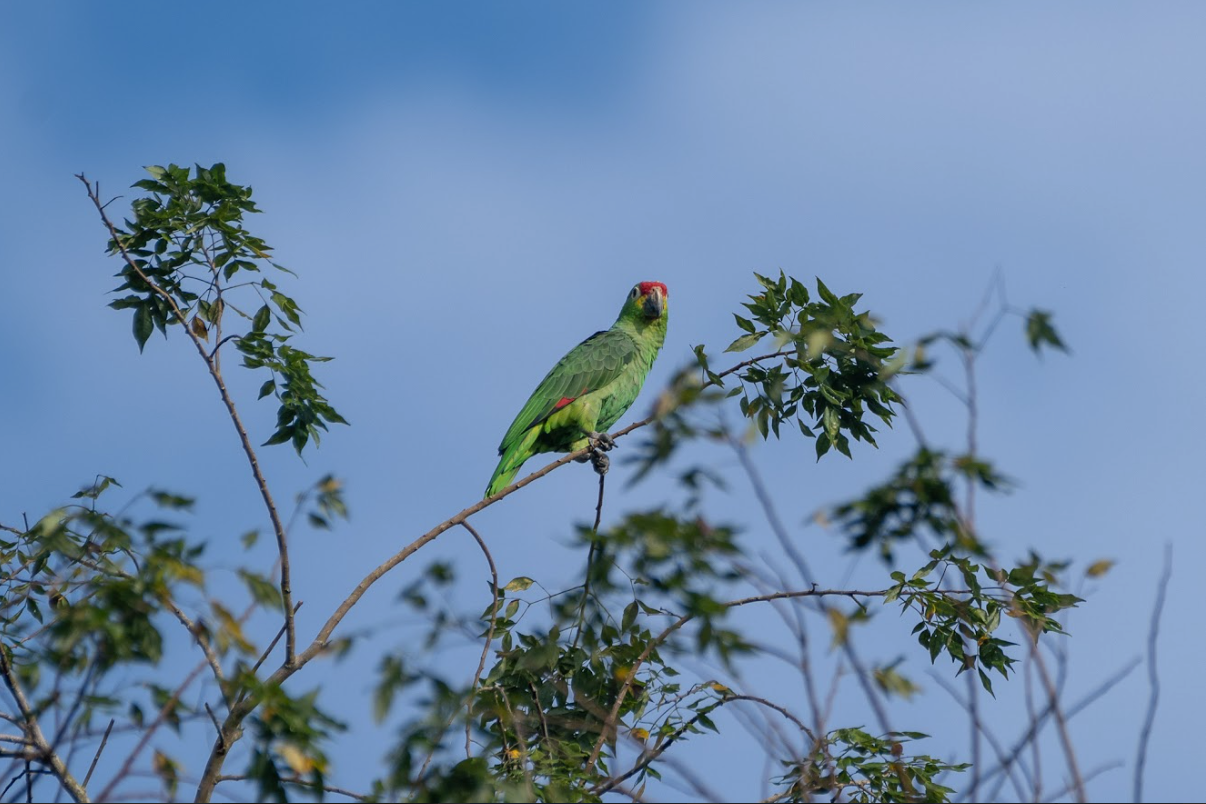 Amazona de frente roja, protagonista de una historia de diversidad biológica
