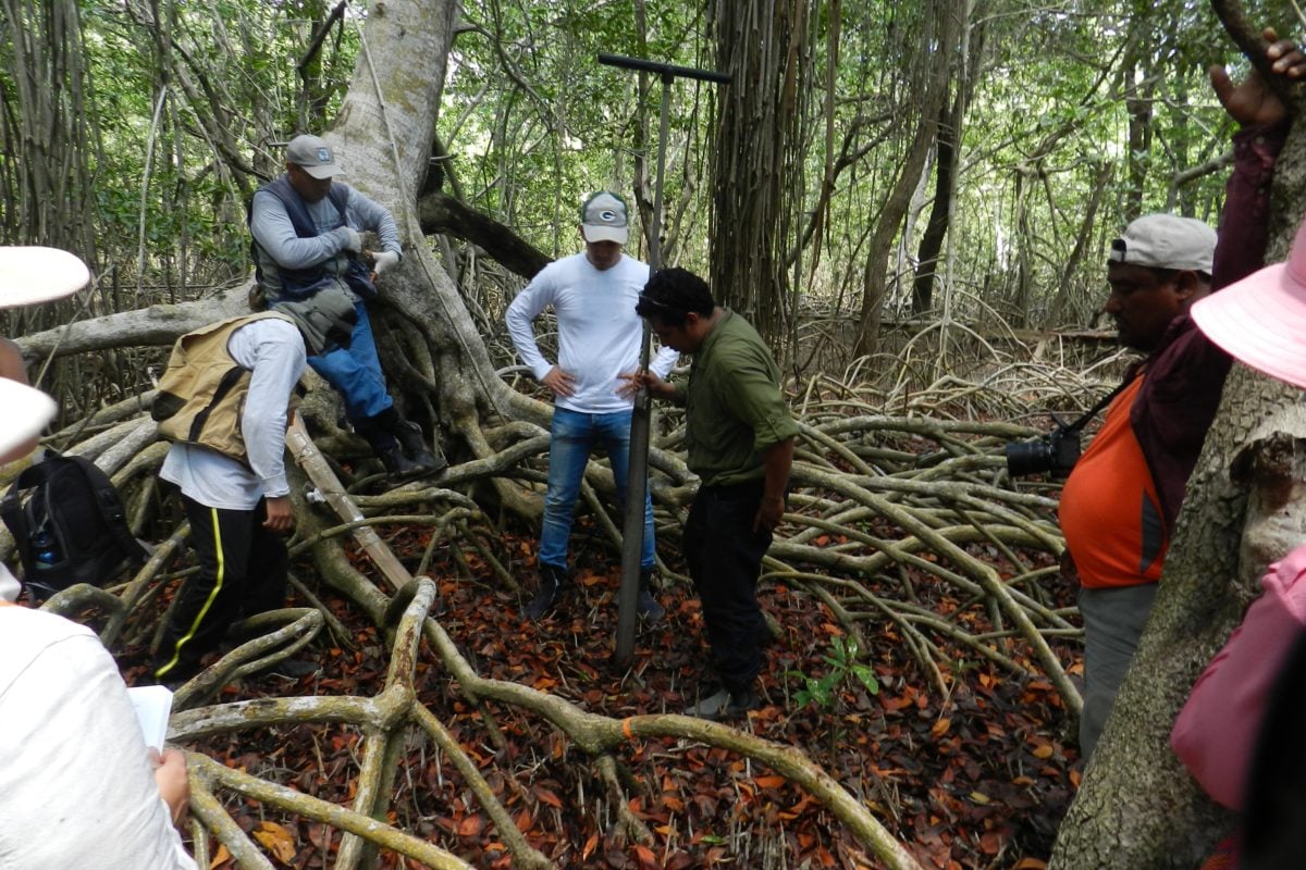 Crean red de Carbono Azul para la conservación de manglares en Yucatán