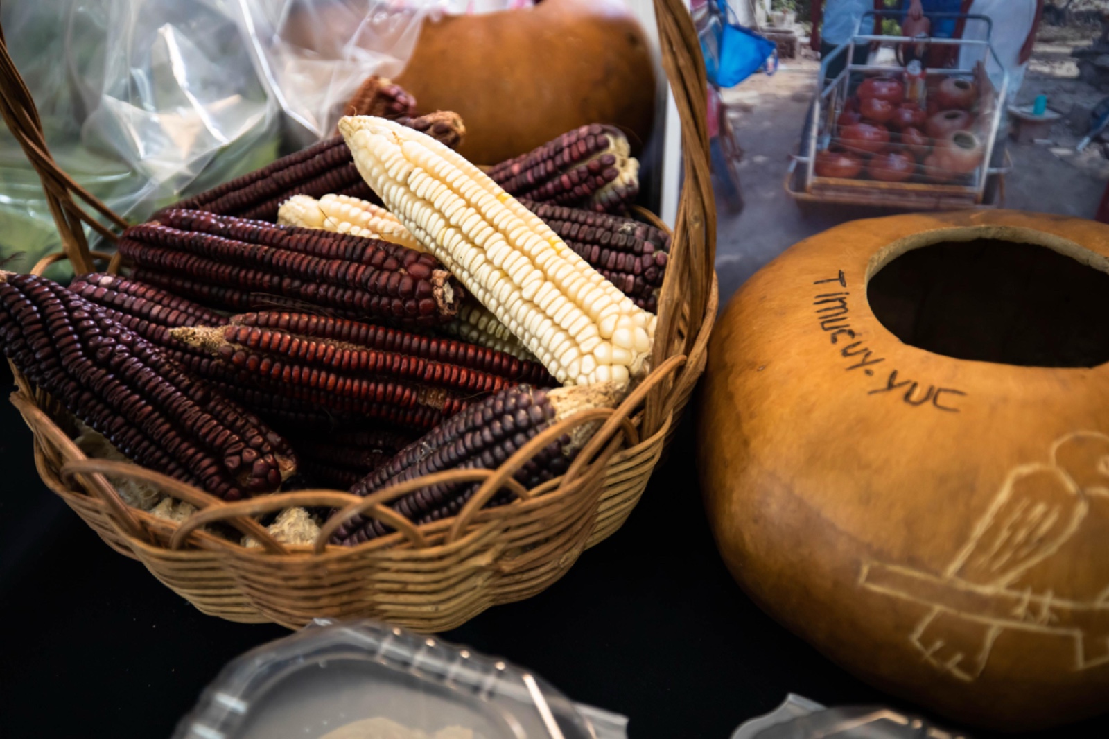 Maíz Criollo Kantunil promueve la milpa maya como herencia viva en Yucatán
