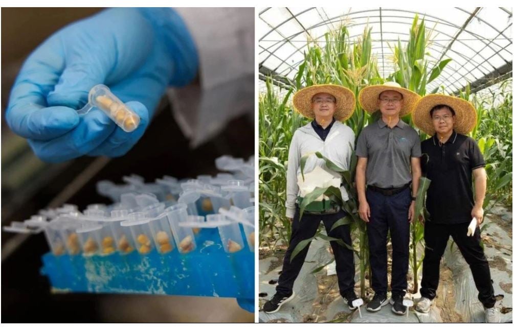 Investigadores chinos descubren gen que permite mejorar el valor nutricional del maíz