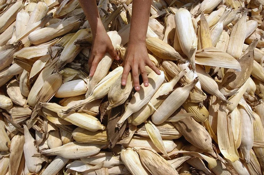 El duopolio del maíz