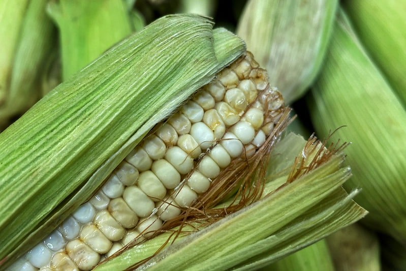 Sader y SDA determinarán precio del maíz el martes tras dificil negociación con los productores