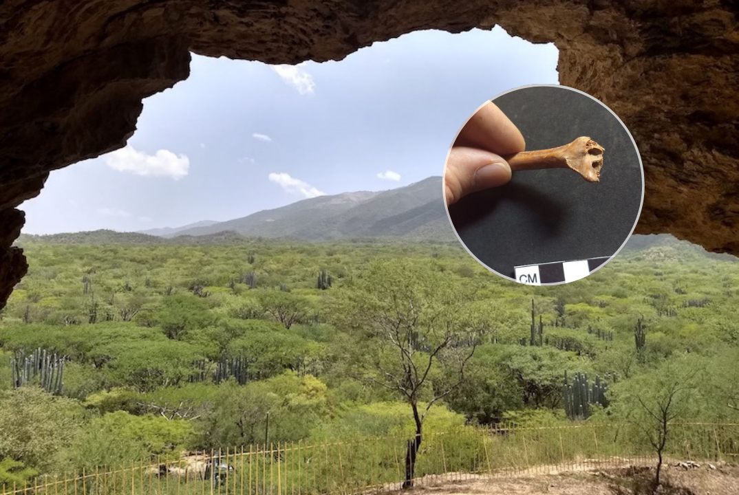 Huesos de conejos y venados revelan nuevos datos sobre orígenes del maíz en Tehuacán