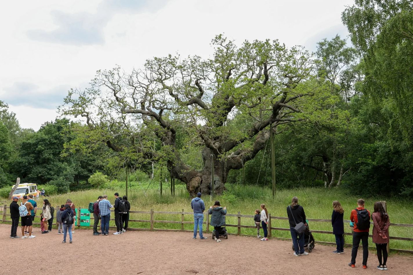 El histórico árbol de Robin Hood habría muerto tras mil 200 años en el bosque de Sherwood