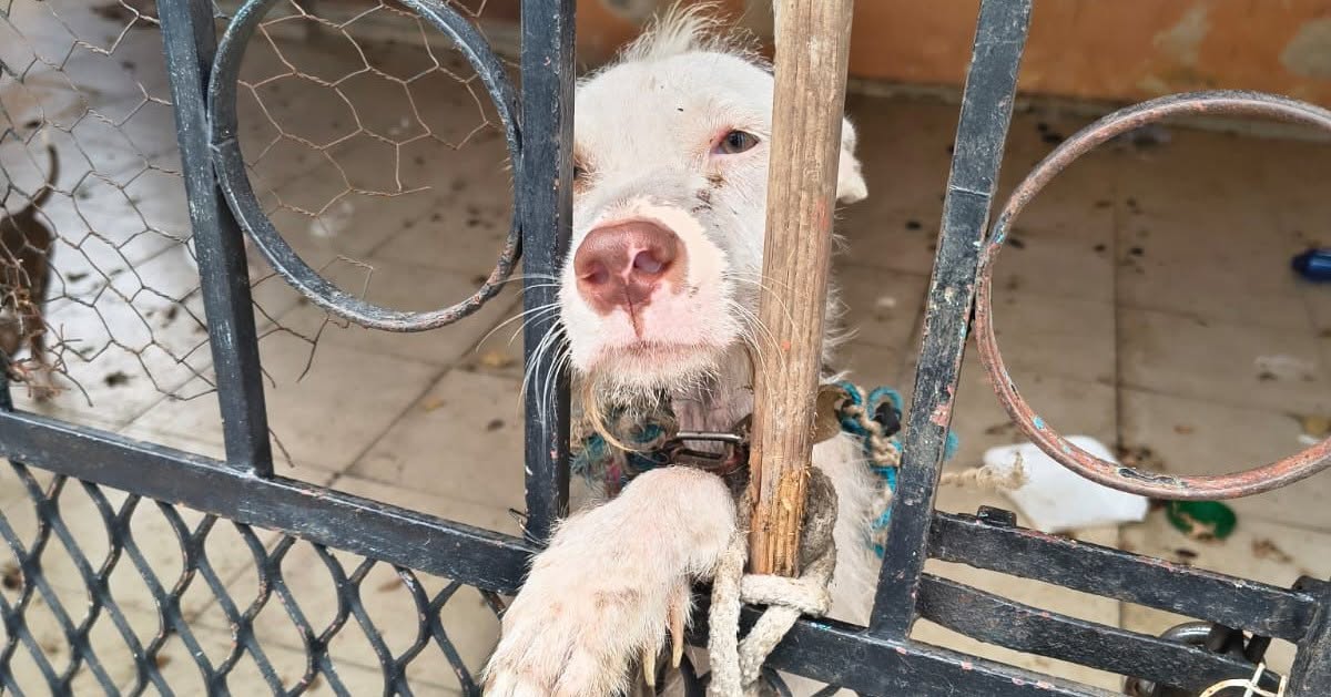 Reportan más de mil casos de maltrato animal en lo que va del año en Yucatán 