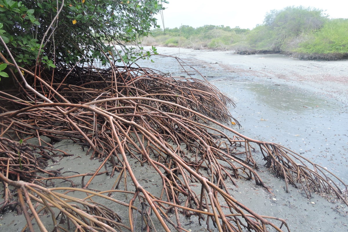 Semarnat limita proyecto en Punta Venado, en la Riviera Maya