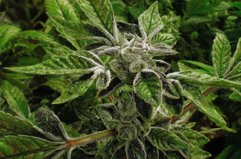 Gobierno de EU reclasifica la mariguana medicinal como droga menos peligrosa, un cambio histórico