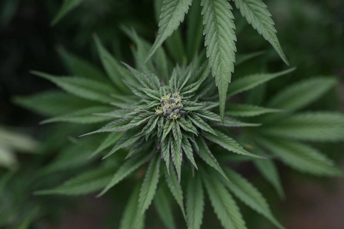 SCJN permite autoconsumo recreativo de mariguana en alimentos