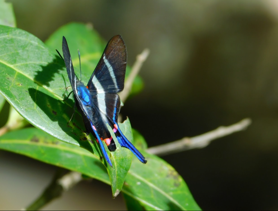 La llamativa mariposa azul cola larga