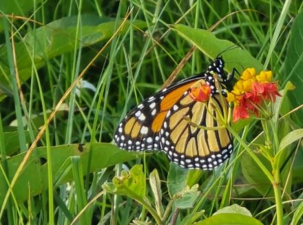 Registran en Cozumel el primer avistamiento de la mariposa monarca de la temporada 