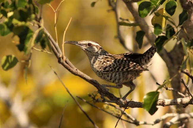 Matraca yucateca, ave representativa de fauna costera