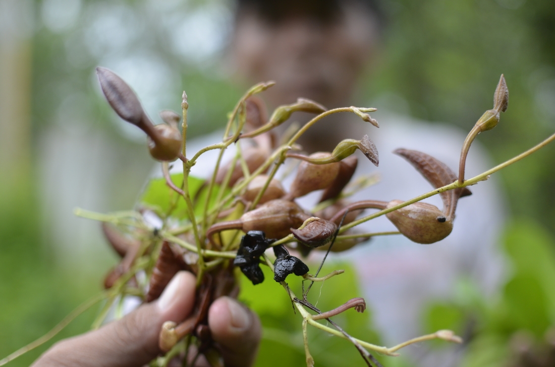Sanar con hierbas: encuentros con medicina ancestral
