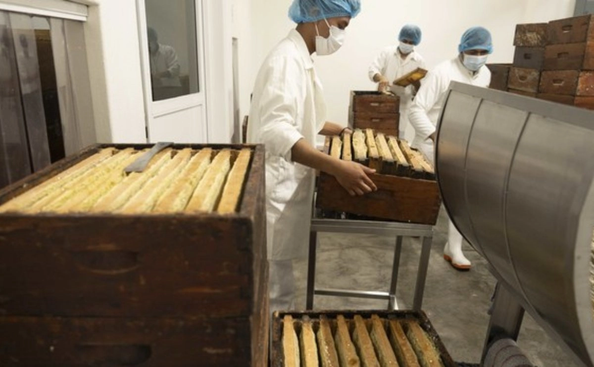 México registra producción histórica de miel con más de 60 mil toneladas